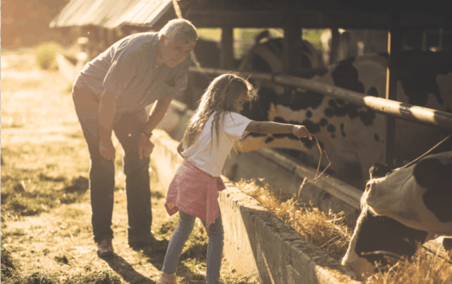 Grandfather with grandchild on a farm feeding cows.